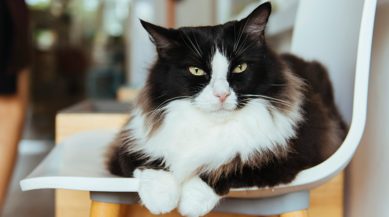 Tuxedo Cat