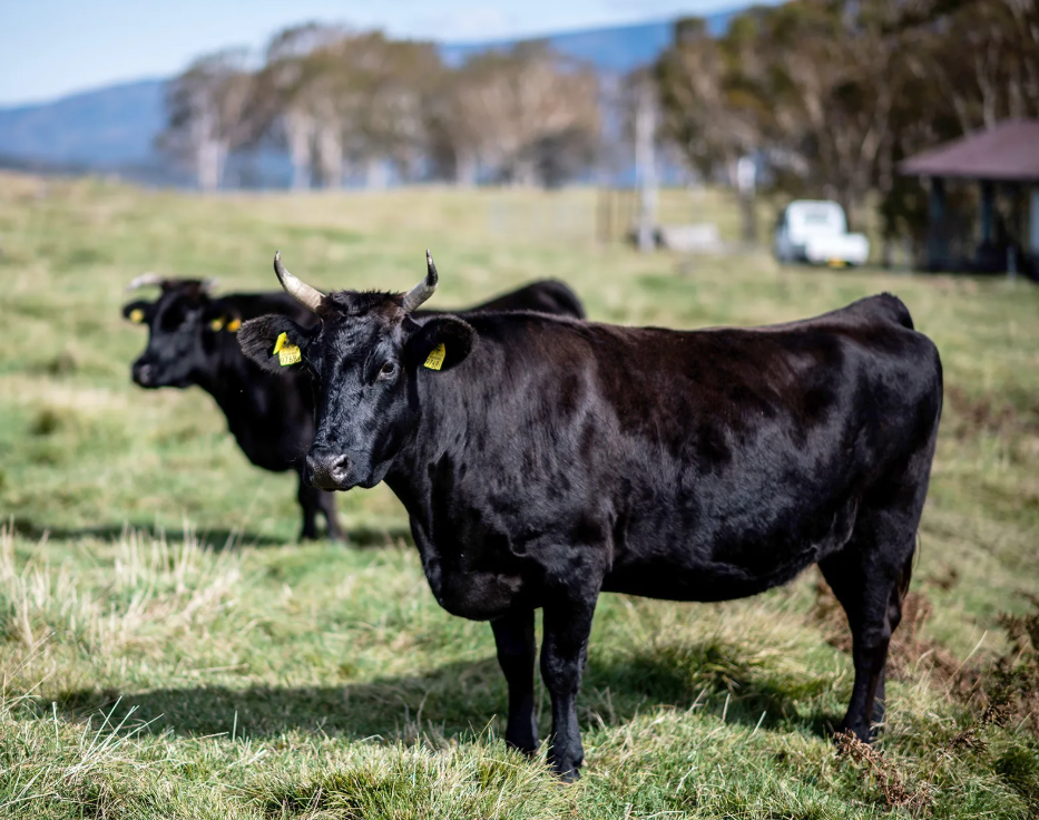 Wagyu Cow