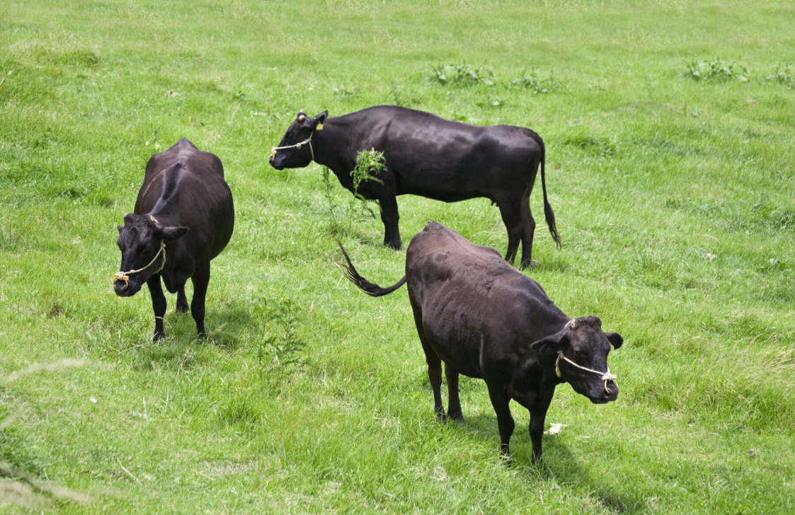 Wagyu Cow