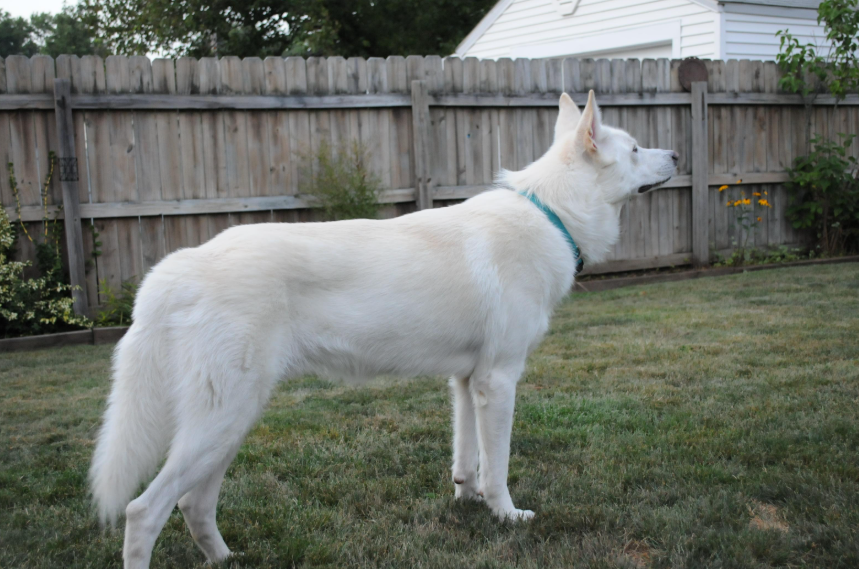 White German Shepherd