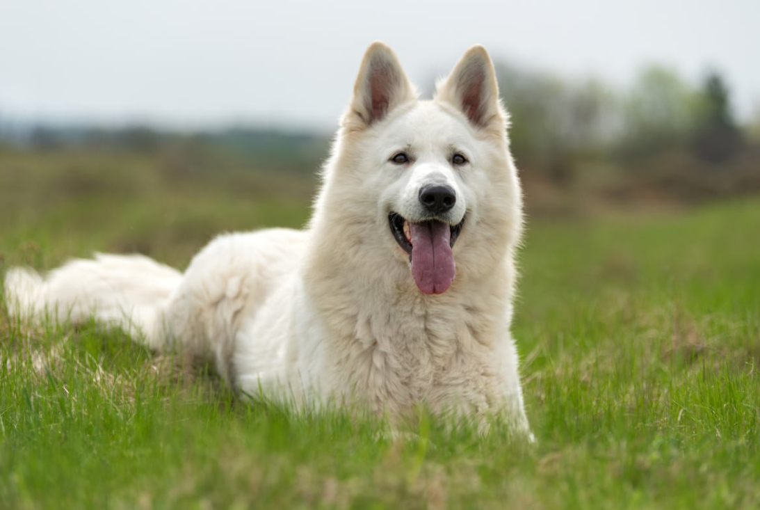 White German Shepherd