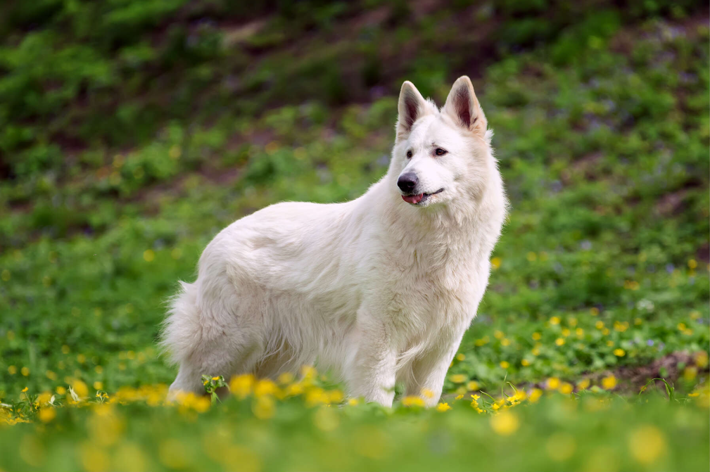 White German Shepherd