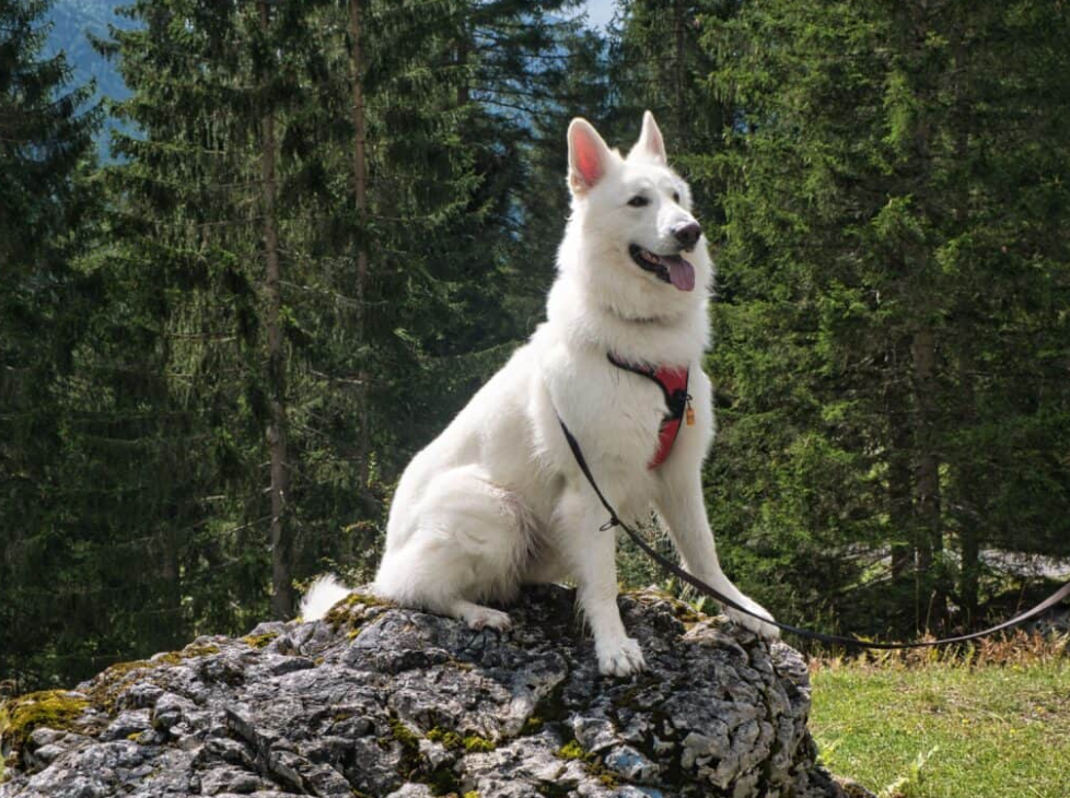 White German Shepherd
