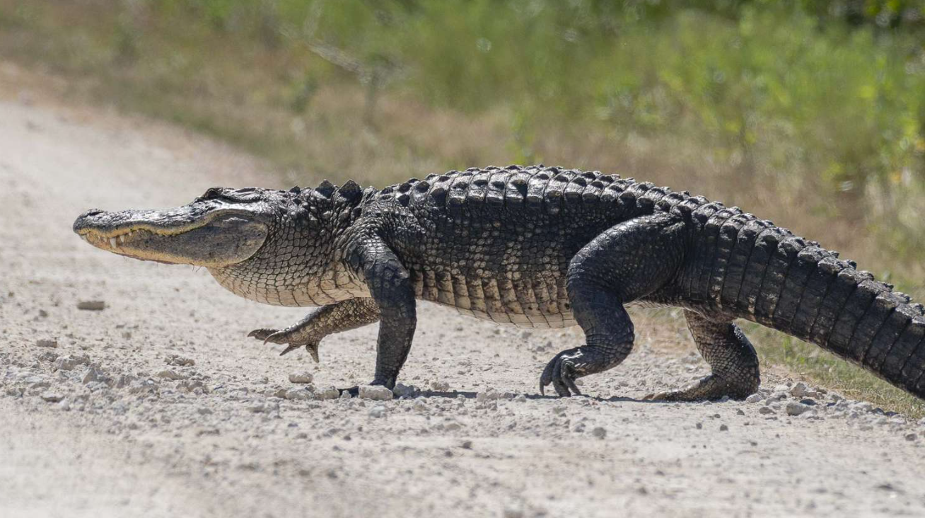 Alligator vs Crocodile