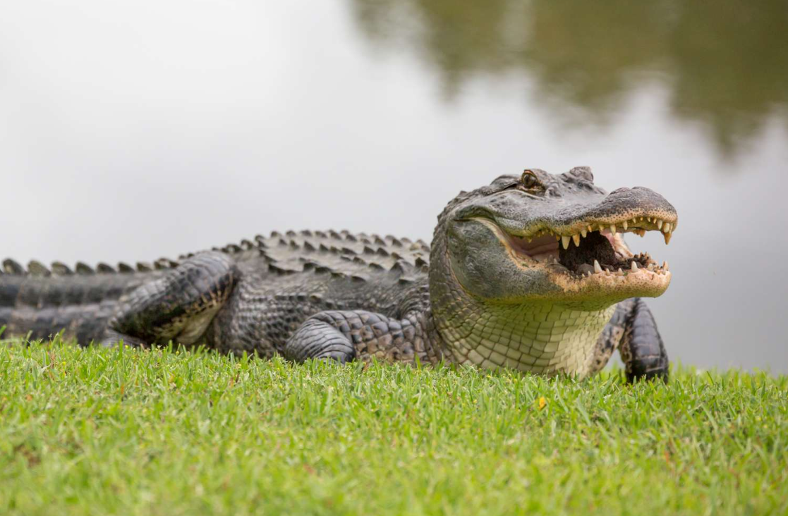 Alligator vs Crocodile