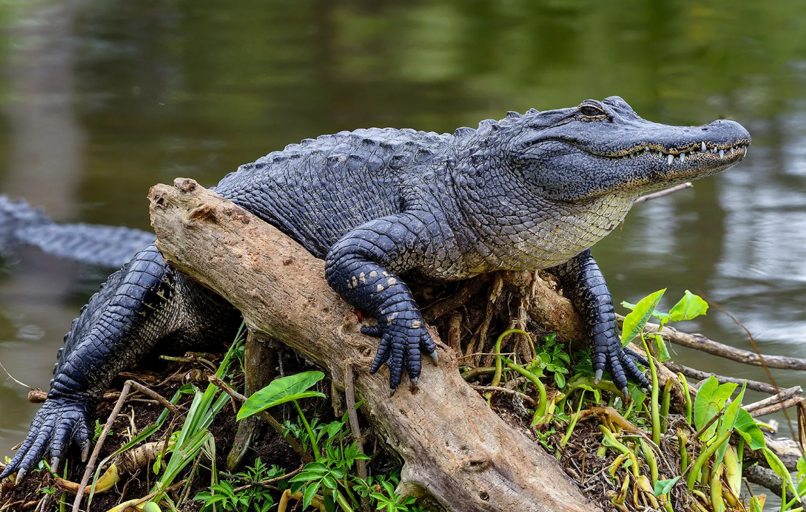 Alligator vs Crocodile