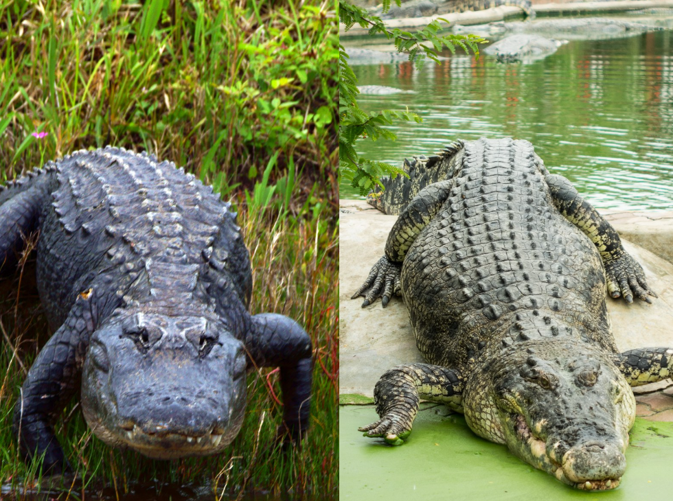 Alligator vs Crocodile