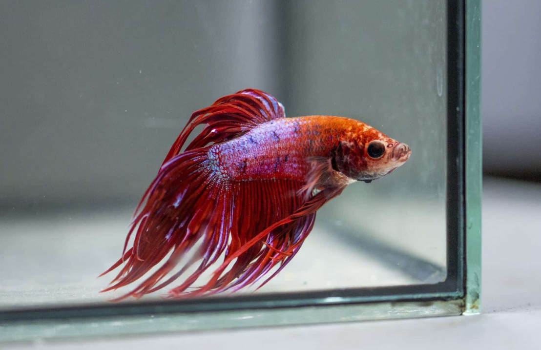 Betta Fish Tank
