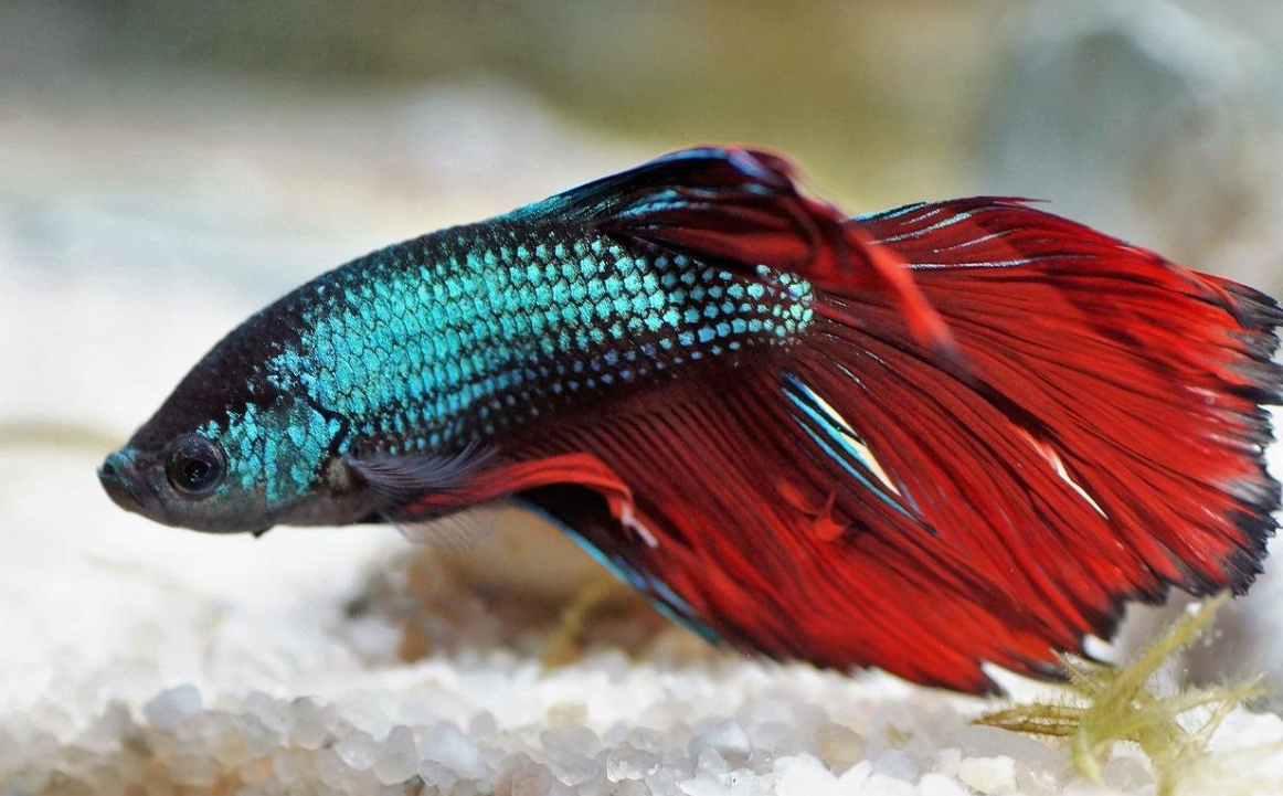Betta Fish Tank