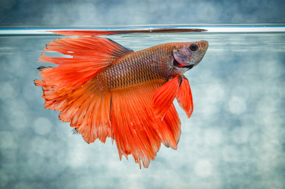 Betta Fish Tank