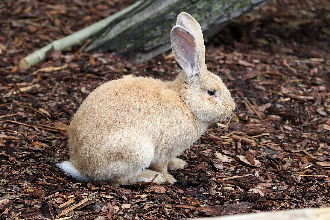 Flemish Giant Rabbit