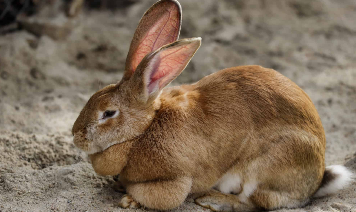 Flemish Giant Rabbit