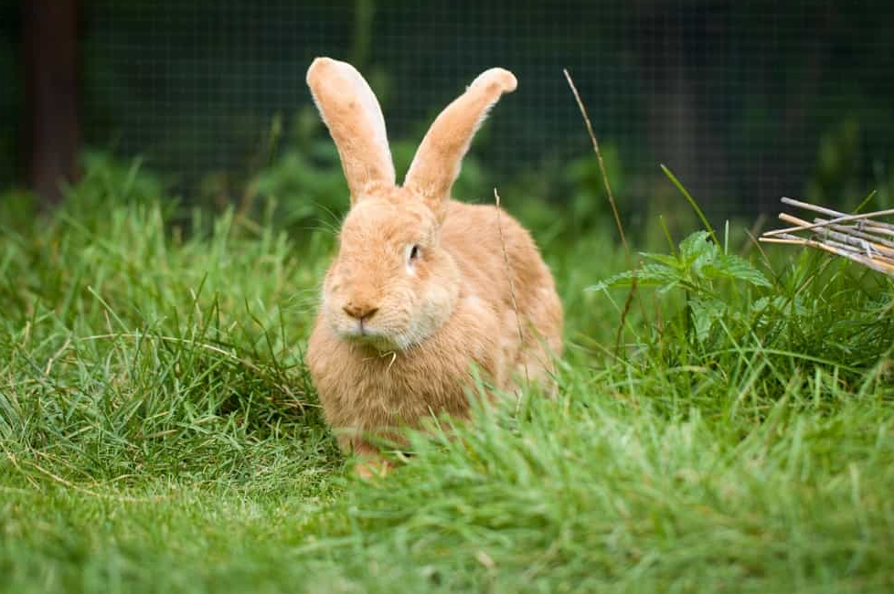 Flemish Giant Rabbit