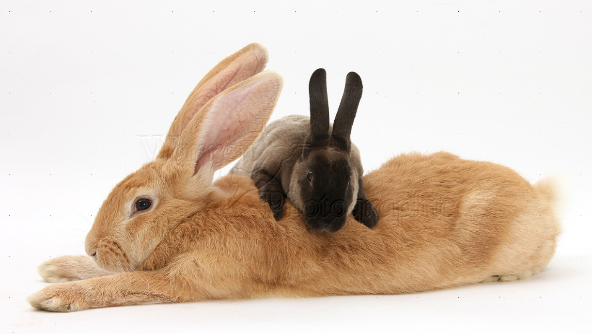 Flemish Giant Rabbit