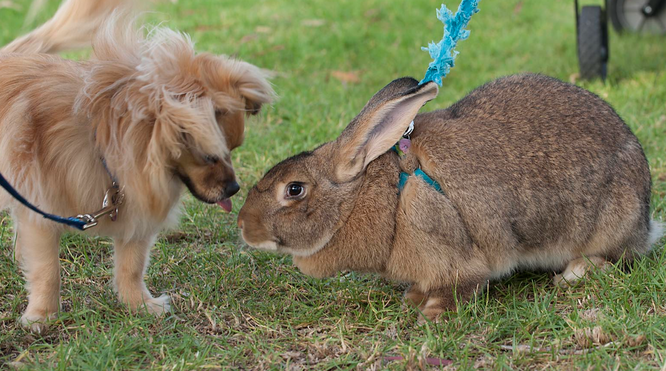 Flemish Giant Rabbit